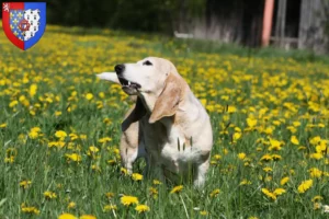 Lire la suite à propos de l’article Basset Artésien Normand Éleveurs et chiots en Pays de la Loire