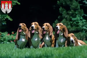 Lire la suite à propos de l’article Basset Artésien Normand Éleveurs et chiots à Salzbourg