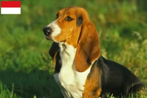 Lire la suite à propos de l’article Basset Artésien Normand Éleveurs et chiots à Vienne