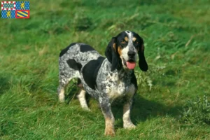 Lire la suite à propos de l’article Basset bleu de Gascogne Éleveurs et chiots en Bourgogne-Franche-Comté