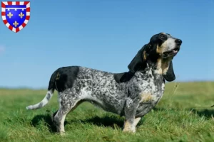 Lire la suite à propos de l’article Basset bleu de Gascogne Éleveurs et chiots en Centre-Val de Loire