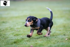 Lire la suite à propos de l’article Basset bleu de Gascogne éleveurs et chiots en Corse