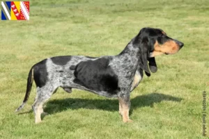 Lire la suite à propos de l’article Basset bleu de Gascogne Éleveurs et chiots en Grand Est