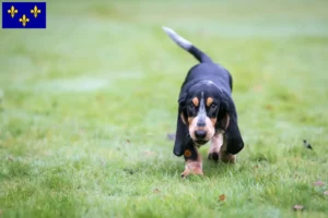 Lire la suite à propos de l’article Basset bleu de Gascogne Éleveurs et chiots en Île-de-France