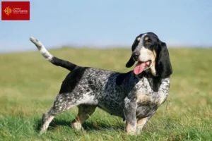 Lire la suite à propos de l’article Basset bleu de Gascogne éleveurs et chiots en Occitanie