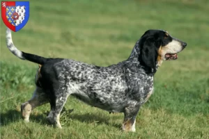 Lire la suite à propos de l’article Basset bleu de Gascogne Éleveurs et chiots en Pays de la Loire