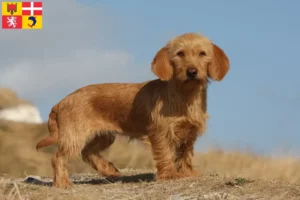 Lire la suite à propos de l’article Basset fauve de Bretagne éleveurs et chiots en Auvergne-Rhône-Alpes