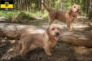 Lire la suite à propos de l’article Basset fauve de Bretagne éleveurs et chiots en Baden-Württemberg