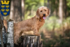 Lire la suite à propos de l’article Basset fauve de Bretagne éleveurs et chiots en Basse-Autriche