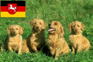 Lire la suite à propos de l’article Basset fauve de Bretagne éleveurs et chiots en Basse-Saxe