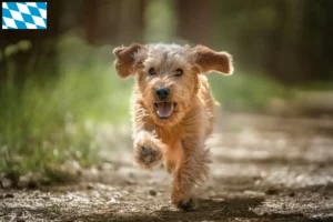 Lire la suite à propos de l’article Basset fauve de Bretagne éleveurs et chiots en Bavière