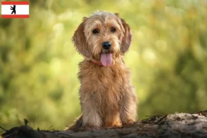 Lire la suite à propos de l’article Basset fauve de Bretagne éleveurs et chiots à Berlin