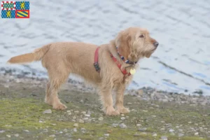 Lire la suite à propos de l’article Basset fauve de Bretagne éleveurs et chiots en Bourgogne-Franche-Comté