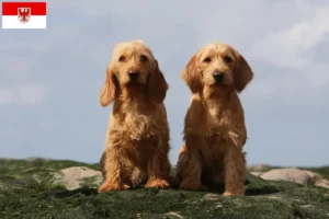 Lire la suite à propos de l’article Basset fauve de Bretagne éleveurs et chiots dans le Brandebourg