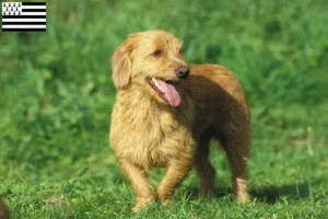 Lire la suite à propos de l’article Basset fauve de Bretagne Éleveurs et chiots en Bretagne