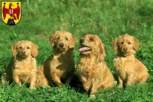 Lire la suite à propos de l’article Basset fauve de Bretagne éleveurs et chiots dans le Burgenland