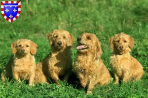 Lire la suite à propos de l’article Basset fauve de Bretagne éleveurs et chiots en Centre-Val de Loire