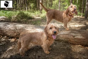 Lire la suite à propos de l’article Basset fauve de Bretagne éleveurs et chiots en Corse