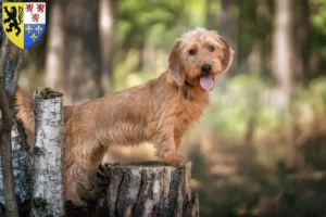 Lire la suite à propos de l’article Basset fauve de Bretagne éleveurs et chiots en Hauts-de-France