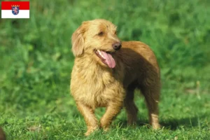 Lire la suite à propos de l’article Basset fauve de Bretagne éleveurs et chiots en Hesse