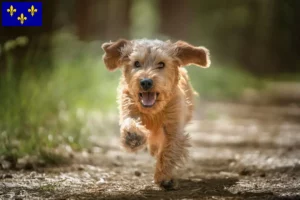 Lire la suite à propos de l’article Basset fauve de Bretagne Éleveurs et chiots en Île-de-France