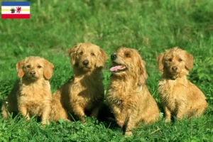 Lire la suite à propos de l’article Basset fauve de Bretagne éleveurs et chiots dans le Mecklembourg-Poméranie occidentale