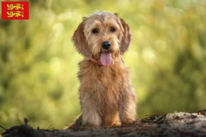 Lire la suite à propos de l’article Basset fauve de Bretagne éleveurs et chiots en Normandie