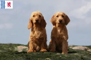 Lire la suite à propos de l’article Basset fauve de Bretagne éleveurs et chiots en Nouvelle-Aquitaine