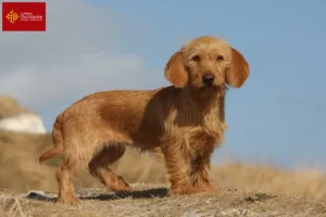 Lire la suite à propos de l’article Basset fauve de Bretagne éleveurs et chiots en Occitanie