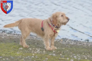 Lire la suite à propos de l’article Basset fauve de Bretagne Éleveurs et chiots en Pays de la Loire