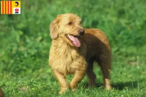 Lire la suite à propos de l’article Basset fauve de Bretagne éleveurs et chiots en Provence-Alpes-Côte d’Azur