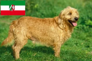 Lire la suite à propos de l’article Basset fauve de Bretagne Éleveurs et chiots en Rhénanie-du-Nord-Westphalie