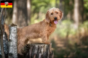 Lire la suite à propos de l’article Basset fauve de Bretagne éleveurs et chiots en Sarre