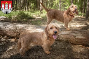 Lire la suite à propos de l’article Basset fauve de Bretagne éleveurs et chiots à Salzbourg