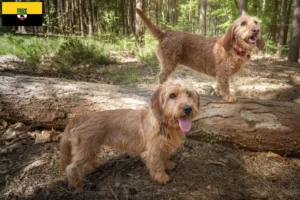 Lire la suite à propos de l’article Basset fauve de Bretagne éleveurs et chiots en Saxe-Anhalt