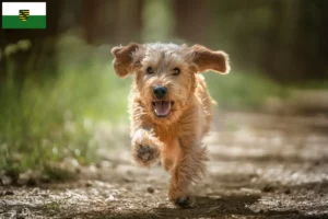 Lire la suite à propos de l’article Basset fauve de Bretagne éleveurs et chiots en Saxe