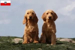 Lire la suite à propos de l’article Basset fauve de Bretagne éleveurs et chiots en Thuringe