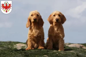 Lire la suite à propos de l’article Basset fauve de Bretagne éleveurs et chiots au Tyrol