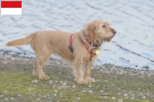 Lire la suite à propos de l’article Basset fauve de Bretagne éleveurs et chiots à Vienne