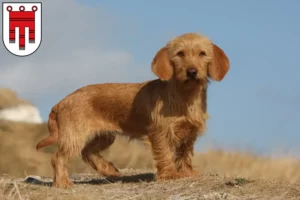 Lire la suite à propos de l’article Basset fauve de Bretagne éleveurs et chiots dans le Vorarlberg