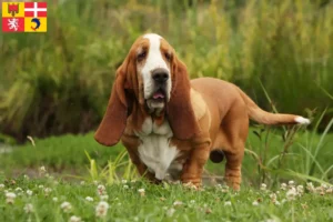 Lire la suite à propos de l’article Éleveurs de Basset Hound et chiots en Auvergne-Rhône-Alpes