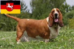 Lire la suite à propos de l’article Basset Hound éleveurs et chiots en Basse-Saxe