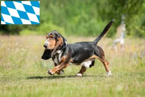 Lire la suite à propos de l’article Basset Hound éleveurs et chiots en Bavière