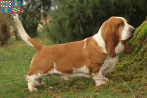 Lire la suite à propos de l’article Éleveurs de Basset Hound et chiots en Bourgogne-Franche-Comté