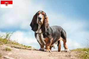 Lire la suite à propos de l’article Basset Hound éleveurs et chiots dans le Brandebourg