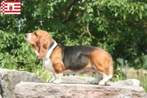 Lire la suite à propos de l’article Basset Hound éleveurs et chiots à Brême