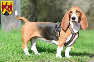 Lire la suite à propos de l’article Basset Hound éleveurs et chiots dans le Burgenland