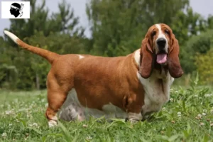 Lire la suite à propos de l’article Éleveurs de bassets et chiots en Corse