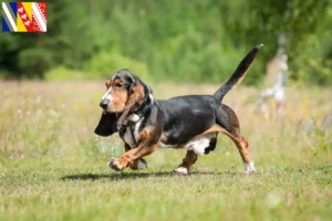 Lire la suite à propos de l’article Basset Hound éleveurs et chiots en Grand Est