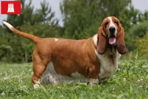 Lire la suite à propos de l’article Basset Hound éleveurs et chiots à Hambourg